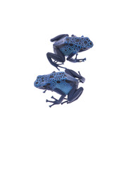 Two blue poison dart frogs