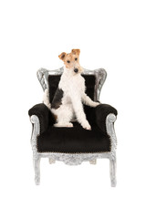 Wire fox terrier in black baroque chair