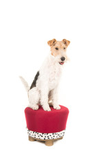 Wire fox terrier on a stool