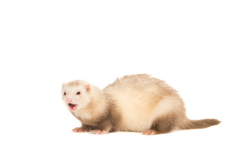 Ferret lightbrown with mouth open