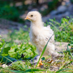 chickens on a grass