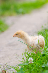 chickens on a grass