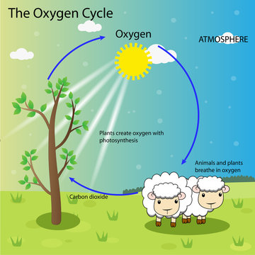 Oxygen Cycle Images – Browse 4,503 Stock Photos, Vectors, and Video | Adobe  Stock