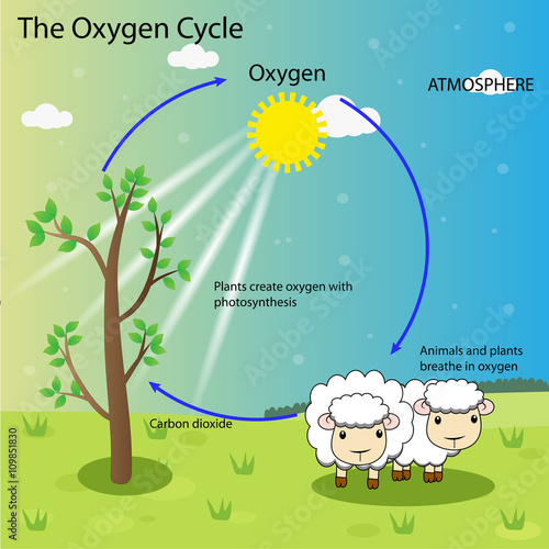 Pictures Of Oxygen Cycle 37