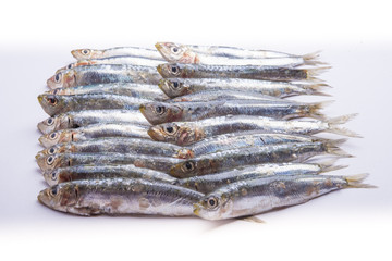 Fresh raw sardines isolated on white background