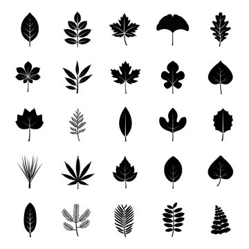 Leaves glyph vector icons