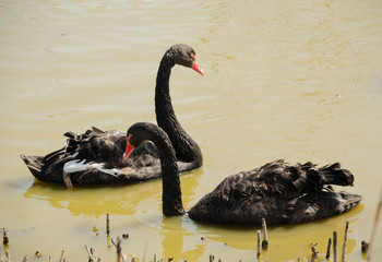 Two black swans swimming in a pond