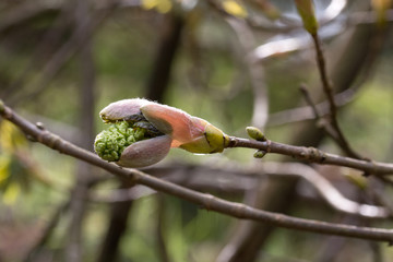 Einzelne Kastanienknospe, im Frühling
Single chestnut bud, in spring