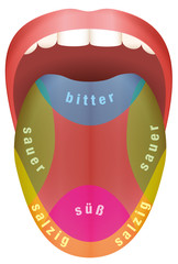 Tongue with four different taste areas - bitter, sweet, sour and salty. GERMAN LANGUAGE! Isolated vector illustration on white background.