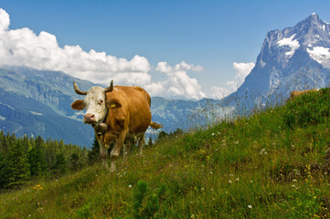 Fototapeta na wymiar Cow in idyllic alpine landscape, Alps mountains and countryside in summer, Switzerland 