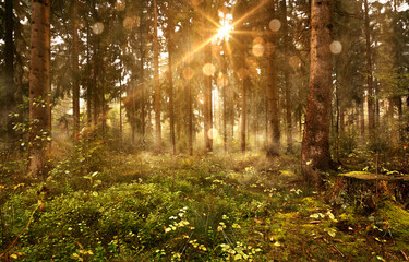Le soleil brille dans la forêt brumeuse