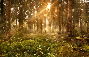  Zon schijnt in mistig bos © lassedesignen