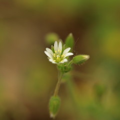 A small wild flower in spring.