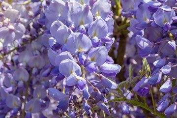 floraison de printemps des glycines