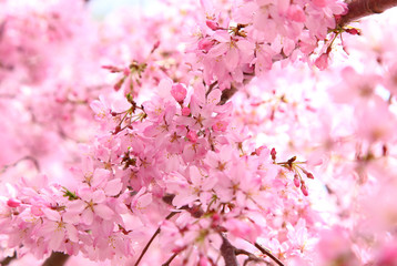 Weeping cherry