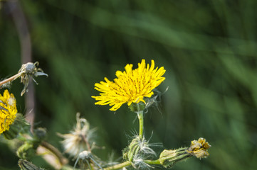 Wallpaper Macro Yellow Flower on Blur Background