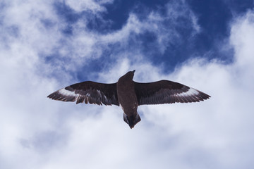 seagull in flight 