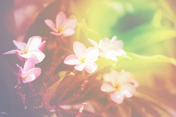 Abstract background overlaid with light of plumeria.