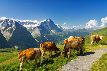 Fototapeta na wymiar Beautiful idyllic alpine landscape with cows, Alps mountains and countryside in summer, Switzerland 