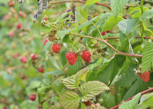 Raspberry-bush 2