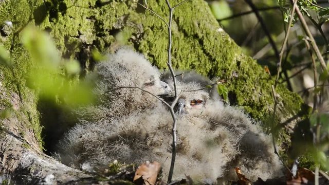 Junge Uhus putzen sich gegenseitig im Nest