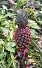 Growing young pineapple in tropical regions
