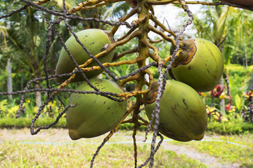 Picked the fruits of coconut from the palm tree