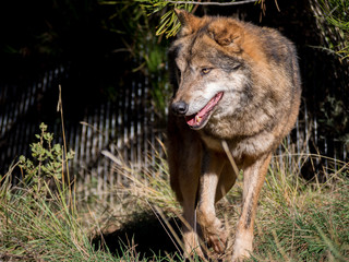 Obraz premium Male wolf moving around a farm
