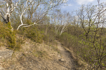 Spring Trail Scene / A hiking trail in the woods during spring.