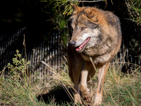 Fototapeta Male wolf moving around a farm
