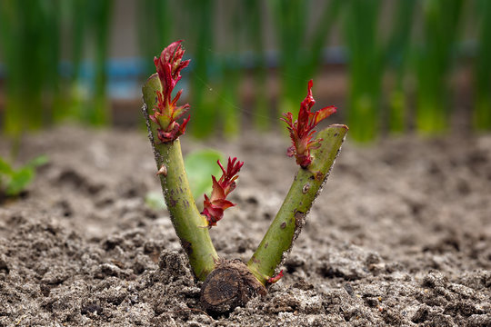 Wintered Rose Bush With Young Sprouts. Spring Garden