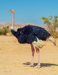 Male of African ostrich (Struthio camelus) in nature reserve park, 35 km north of Eilat