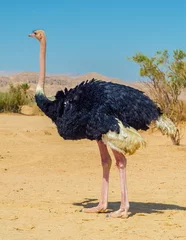 Washable wall murals Ostrich Male of African ostrich (Struthio camelus) in nature reserve park, 35 km north of Eilat