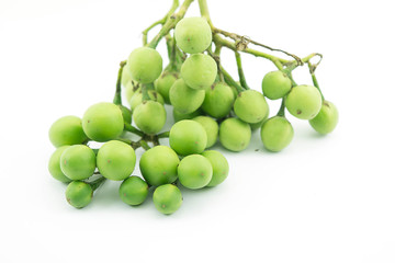 Turkey berry, Solanum torvum is a bushy, erect and spiny perennial plant used horticulturally as a rootstock for eggplant.