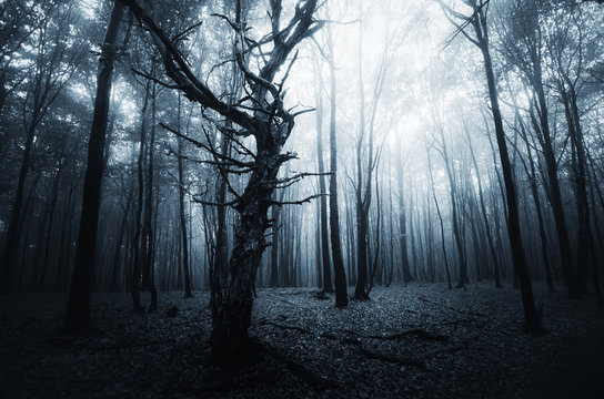 old tree in spooky forest at night