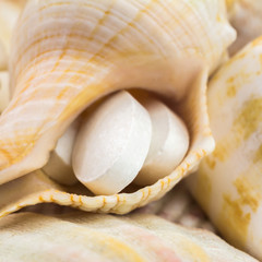 Calcium natural food supplement pills on the seashells background, square image, macro shot, selective focus