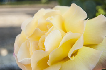 Wallpaper Macro yellow rose Flower on Blur Background