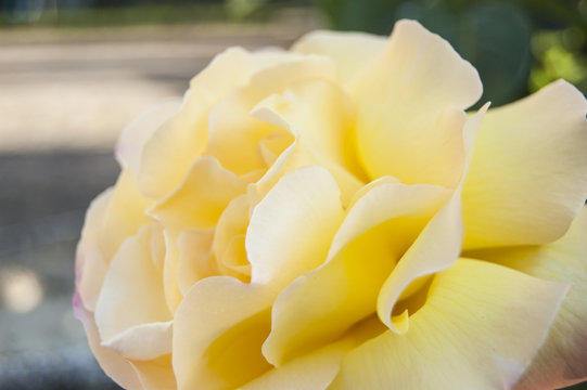 Wallpaper Macro Yellow Rose Flower On Blur Background