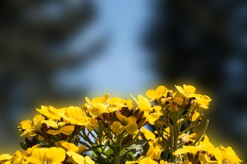 kleine gelbe Blüten vor unscharfem Hintergrund