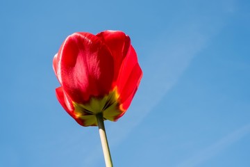 gro&szlig;e rote Tulpe mit blauem Himmel