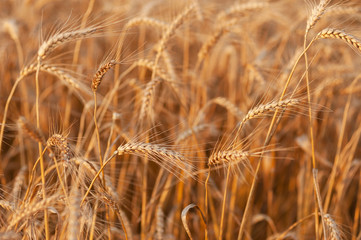 ready to harvest gold ears of wheat close up
