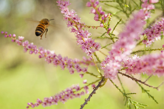 Wallpaper Macro of Bee Working on Pink Flower, Blur Background