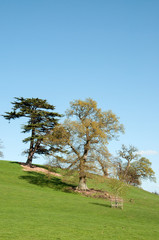 Trees on a hill.
A few trees on a hill in England.