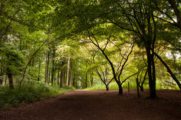 Naklejka premium Tree canopy from the branches.