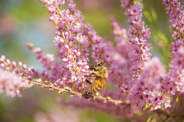 Wallpaper Macro of Bee Working on Pink Flower, Blur Background