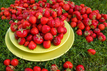 Abundance ripe organic strawberries on tableware on green grass