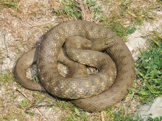 Fototapeta premium Dice snake (Natrix tessellata)