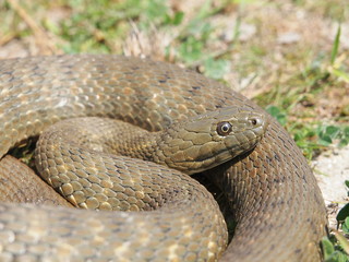 Dice snake (Natrix tessellata)