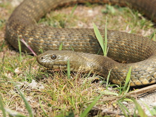 Fototapeta premium Dice snake (Natrix tessellata)