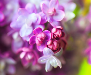 Fototapeta na wymiar Vibrant spring blossom of lilac, green fresh background.